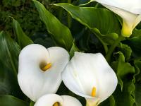 Kalla Blüten in Monchique